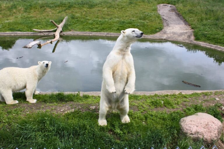 Forskerhytte Skandinavisk Dyrepark