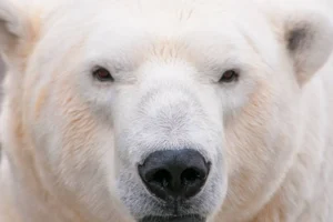 Isbjørn_portræt_600x400